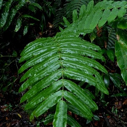 Hemidictyaceae