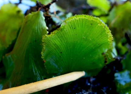 Didymoglossum membranaceum