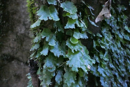 Didymoglossum membranaceum