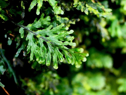 Hymenophyllum macrothecum