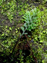 Hymenophyllum macrothecum