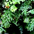 Hymenophyllum macrothecum