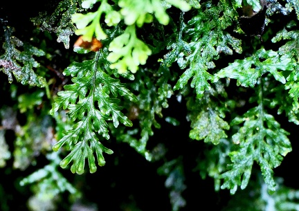 Hymenophyllum macrothecum