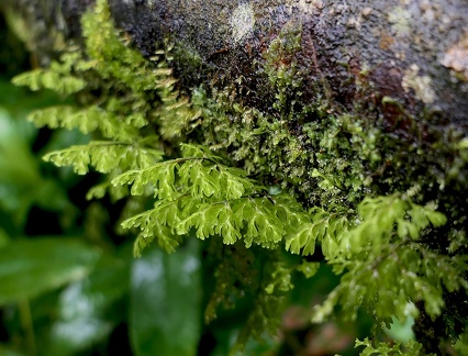 Hymenophyllum polyanthos