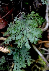 Hymenophyllum polyanthos