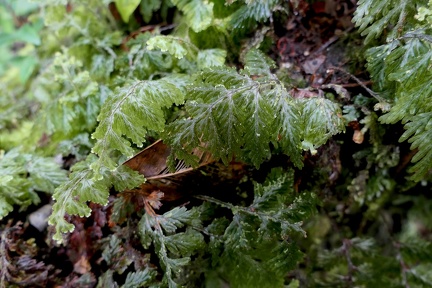 Hymenophyllum hirtellum