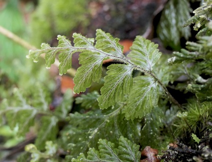 Hymenophyllum hirtellum