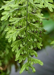 Hymenophyllum ectocarpon