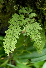 Hymenophyllum ectocarpon