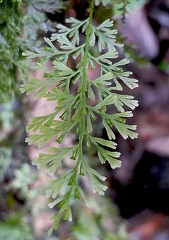 Polyphlebium hymenophylloides