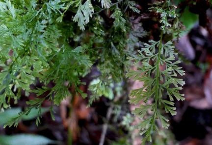 Polyphlebium hymenophylloides