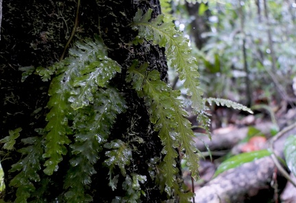 Trichomanes polypodioides