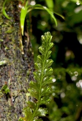 Trichomanes polypodioides