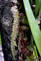 Trichomanes polypodioides