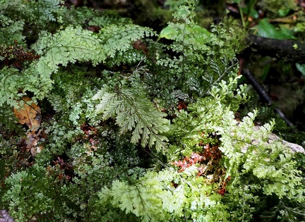 Hymenophyllum hirtellum