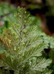 Hymenophyllum hirtellum