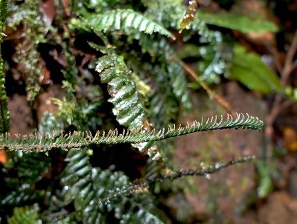 Trichomanes osmundoides