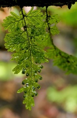 Hymenophyllum ectocarpon