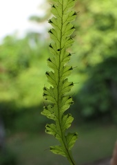 Trichomanes polypodioides