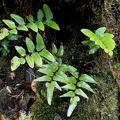 Lindsaea imrayana