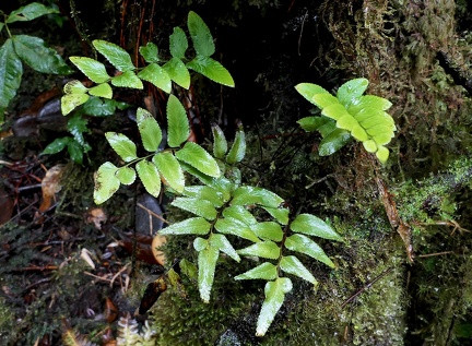 Lindsaea imrayana