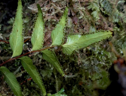 Lindsaea imrayana