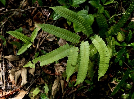 Lindsaea lancea