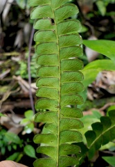 Lindsaea lancea