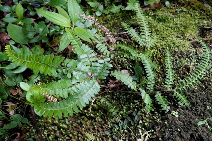 Lindsaea quadrangularis