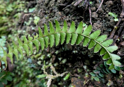 Lindsaea quadrangularis