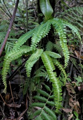 Lindsaea quadrangularis