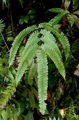 Lindsaea lancea