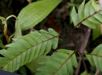 Lindsaea lherminieri 