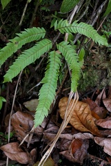 Lindsaea lherminieri 