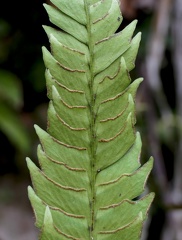 Lindsaea lherminieri 