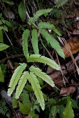 Lindsaea lherminieri 