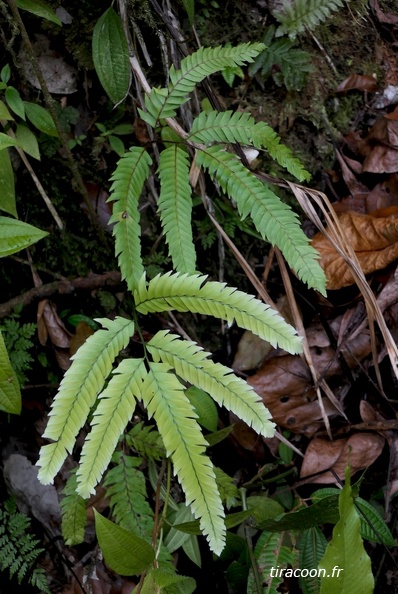 Lindsaea lherminieri 