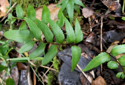 Lindsaea imrayana