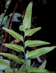 Lindsaea imrayana