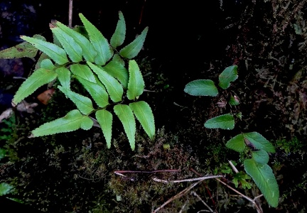 Lindsaea imrayana