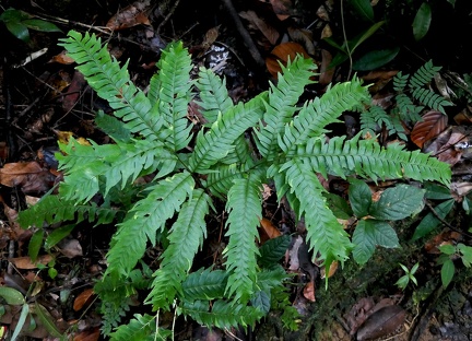 Lindsaea lherminieri