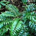 Lomariopsis sorbifolia