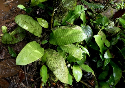 Dracoglossum plantagineum