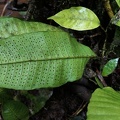Dracoglossum plantagineum