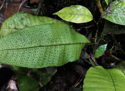 Dracoglossum plantagineum