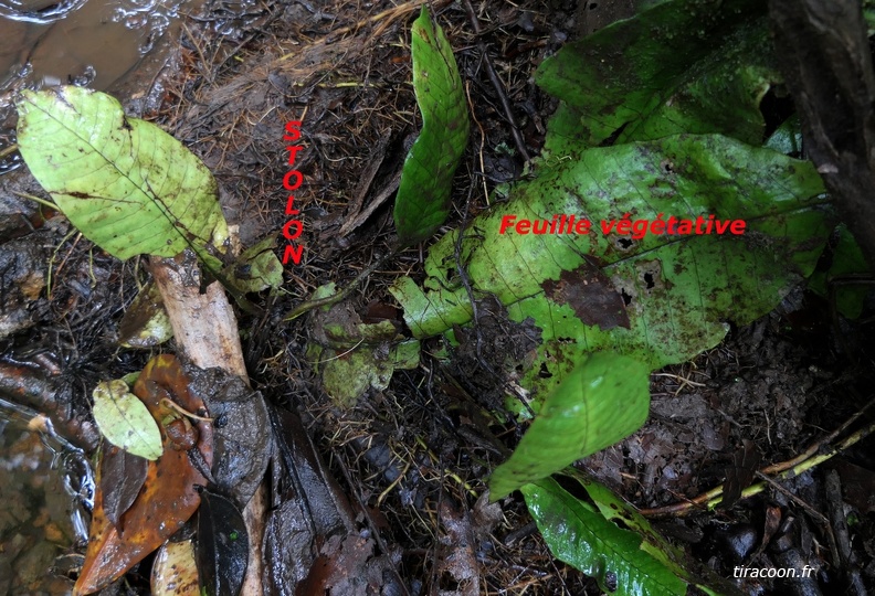 A l'apex d'une fronde végétative, un stolon pousse, s'enracine et un nouveau plant s'est formé. Dracoglossum plantagineum. Gourbeyre. P1280693M.jpg