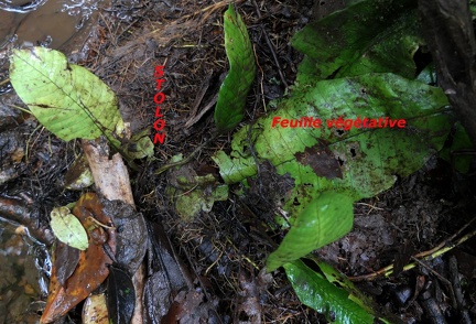 Dracoglossum plantagineum