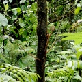 Lomariopsis sorbifolia