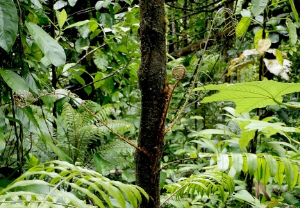 Lomariopsis sorbifolia