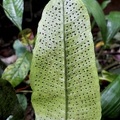 Dracoglossum plantagineum